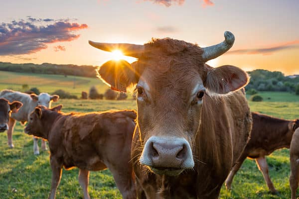 Cattle were first domesticated over 10,000 years ago