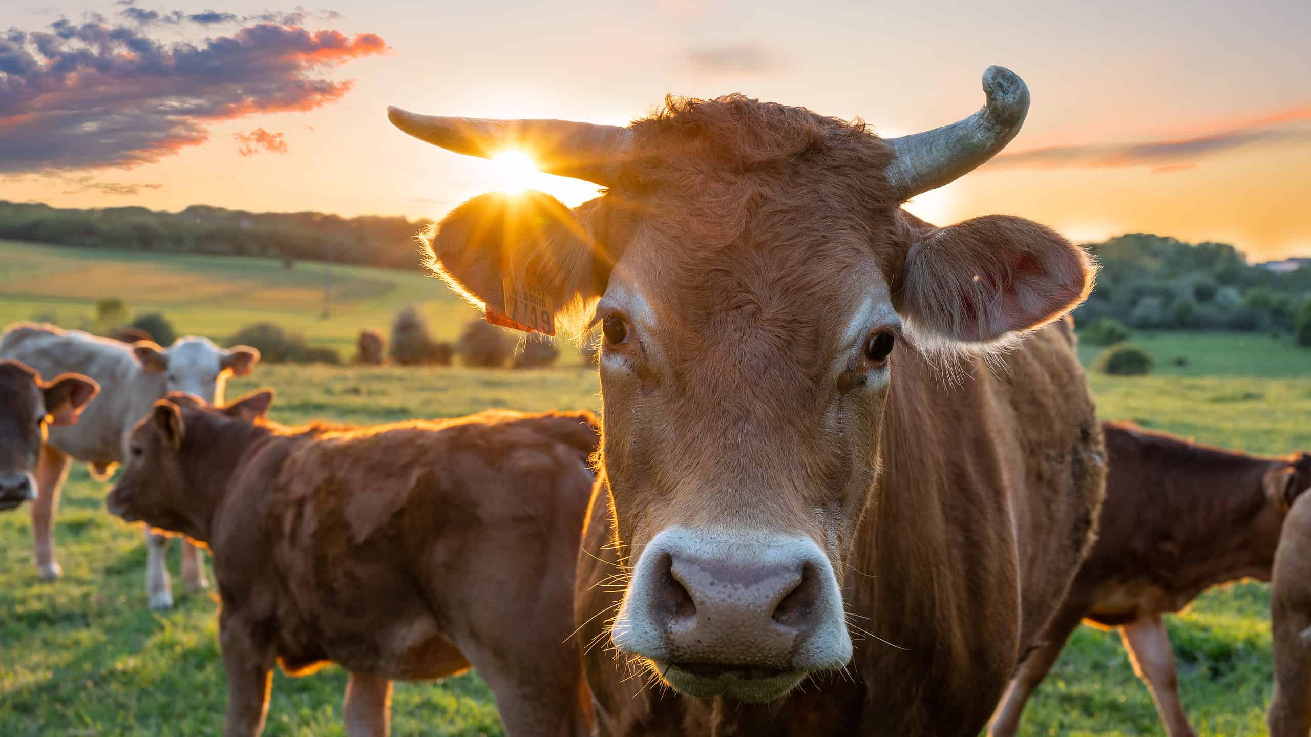 Cow looking directly at camera