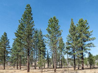 A Ponderosa Pine vs. Bunya Pine Tree: 7 Differences Between These Towering Giants