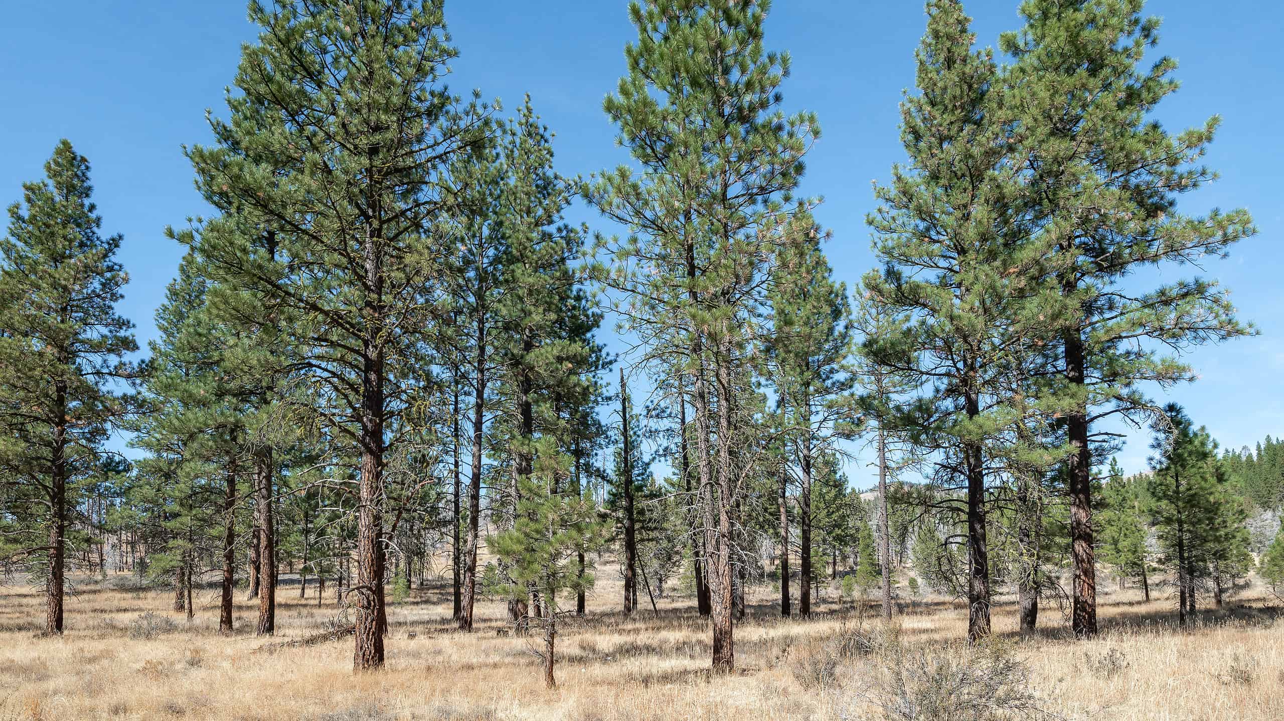 Ponderosa Pine vs. Bunya Pine Tree 7 Differences Between These Towering Giants AZ Animals