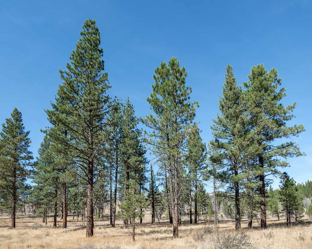 The ponderosa pine can grow to heights of over 200 feet.