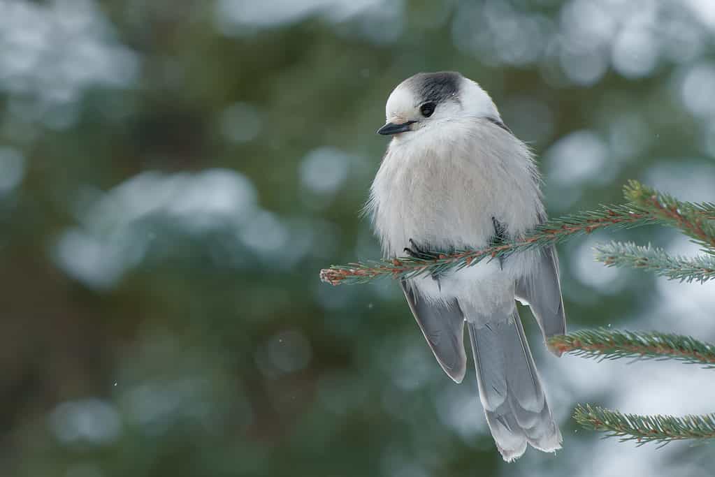 gray jay