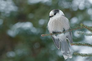 The Gray Jay: National Bird of Canada Picture