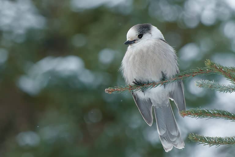 gray jay
