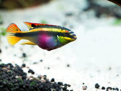 Rainbow Kribs (Kribensis) Picture