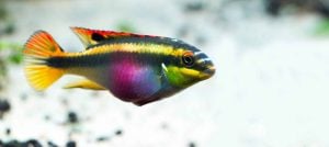 Rainbow krib, cichlid, (Pelvicachromis pulcher)