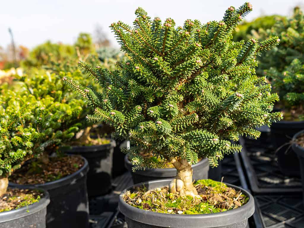 A bonsai Korean fir tree in a ceramic pot with a saucer, showcasing its natural beauty and intricate design.