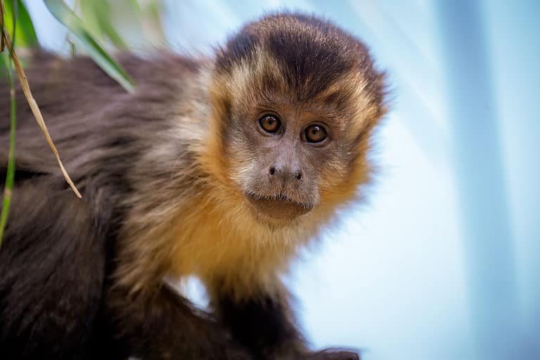 Tufted capuchin monkey (Sapajus apella)