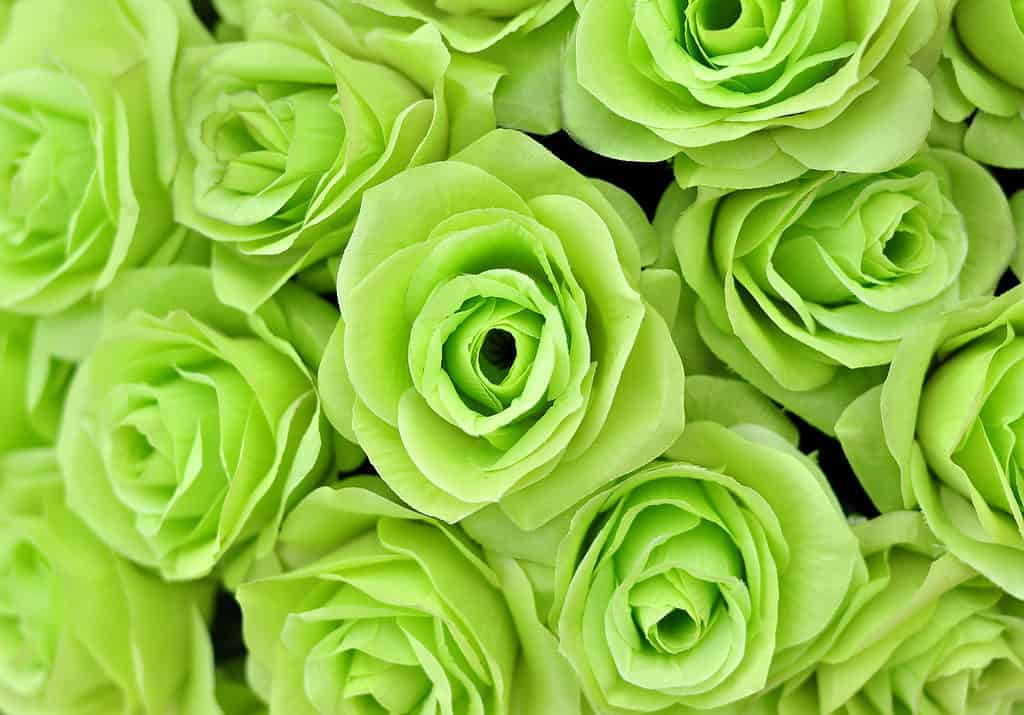 A closeup of vibrant green roses