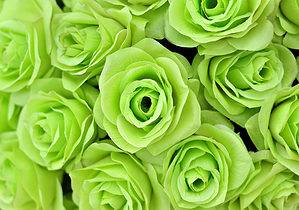 9 Types Of Rare Green Roses photo
