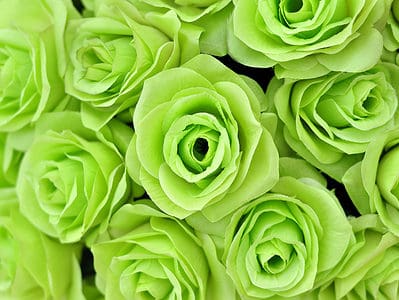 A 9 Types Of Rare Green Roses