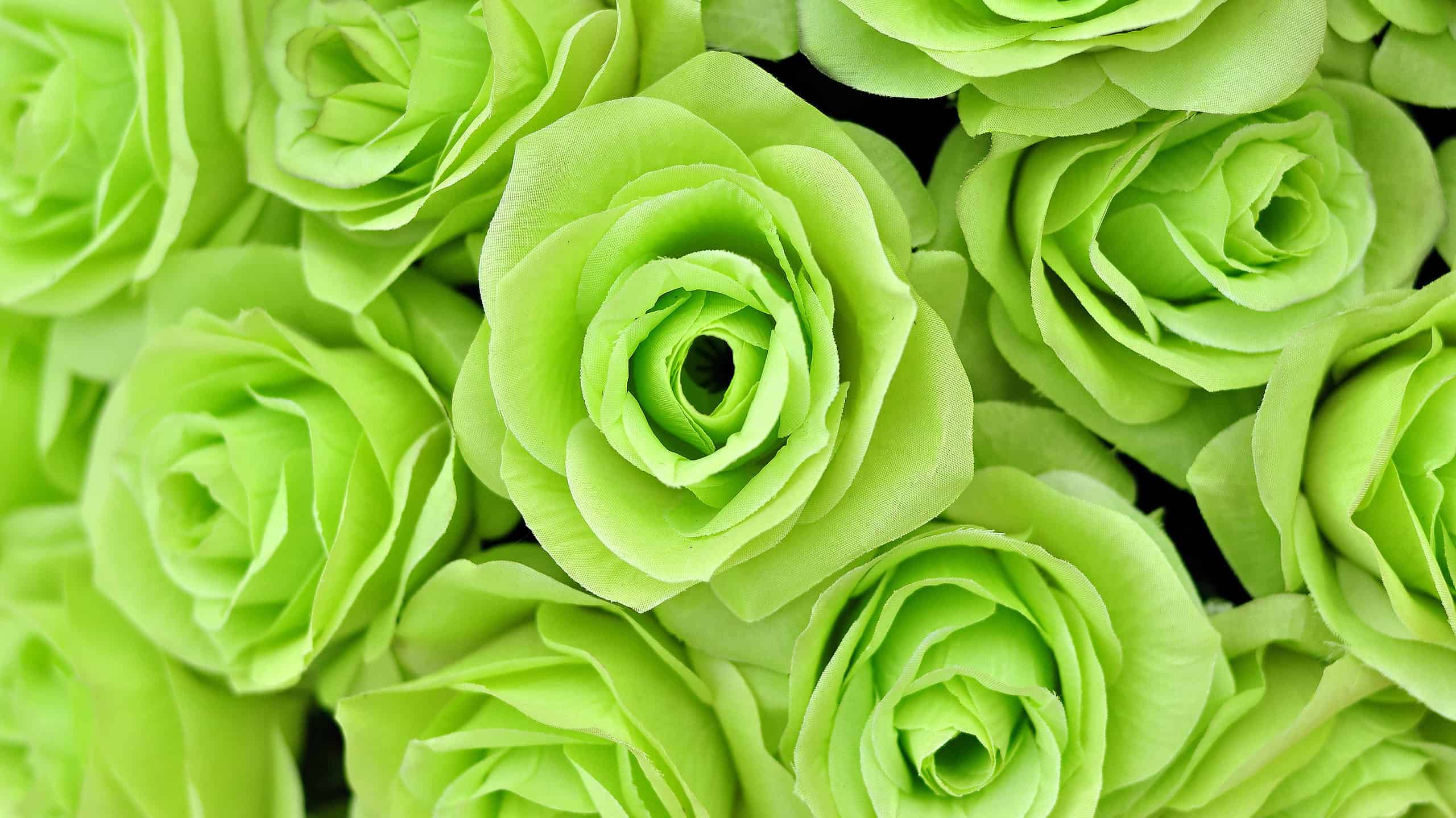 9 Types Of Rare Green Roses - AZ Animals