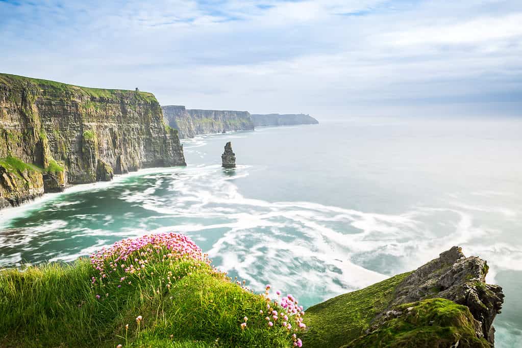 FBeautiful Irish coast with cliff-dwelling wildflowers.