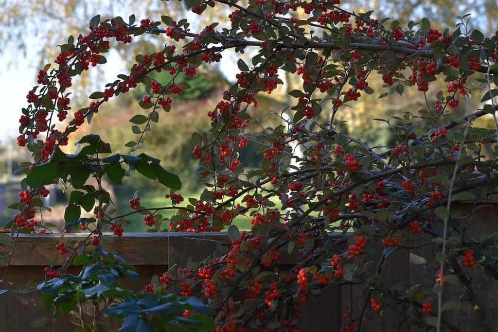 Possumhaw Holly, a white flowering tree with red berries