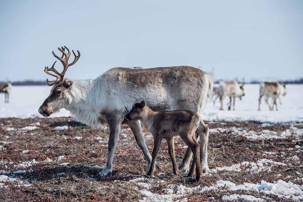 Female reindeer with offspring