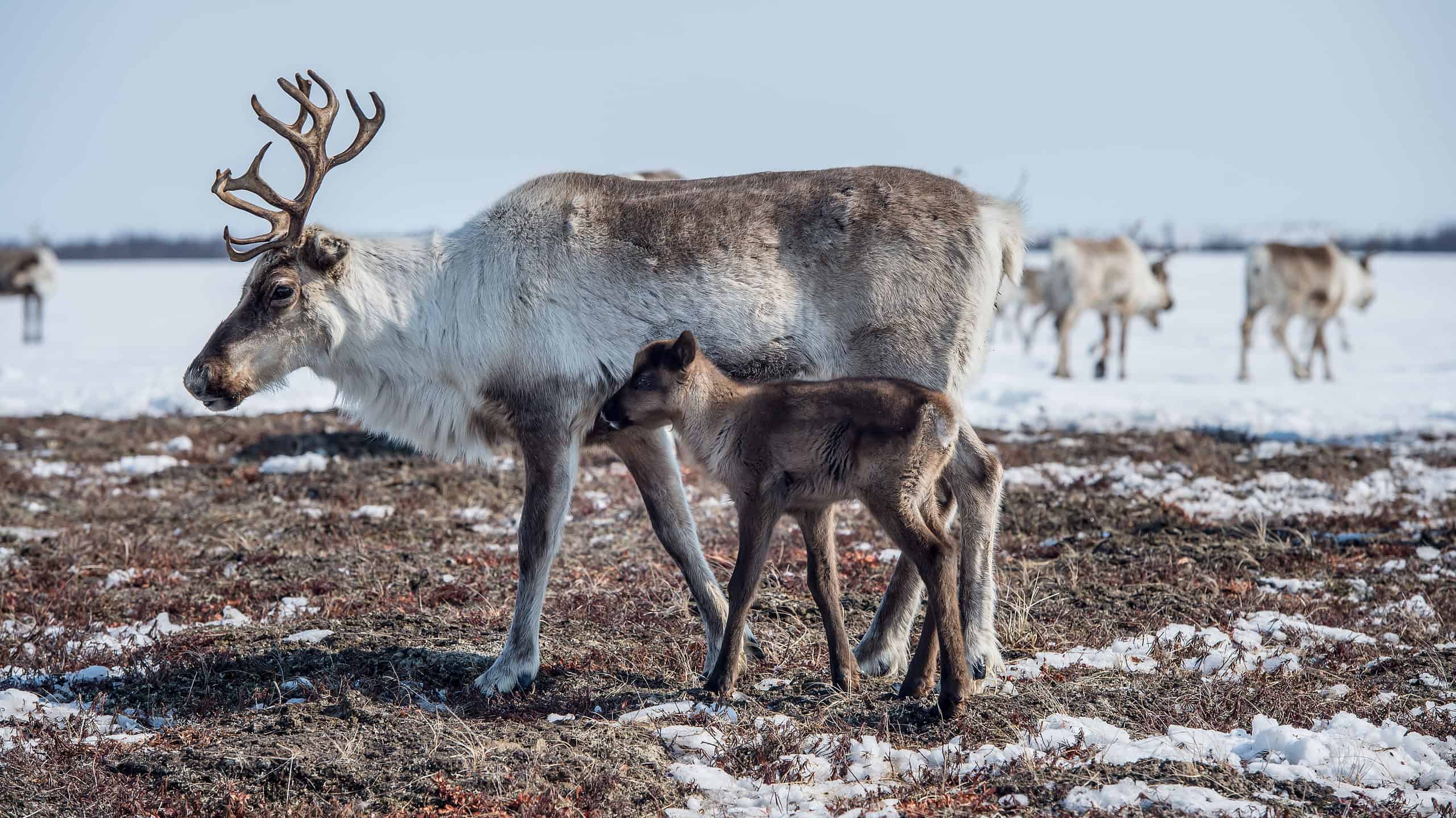 Female reindeer with offspring