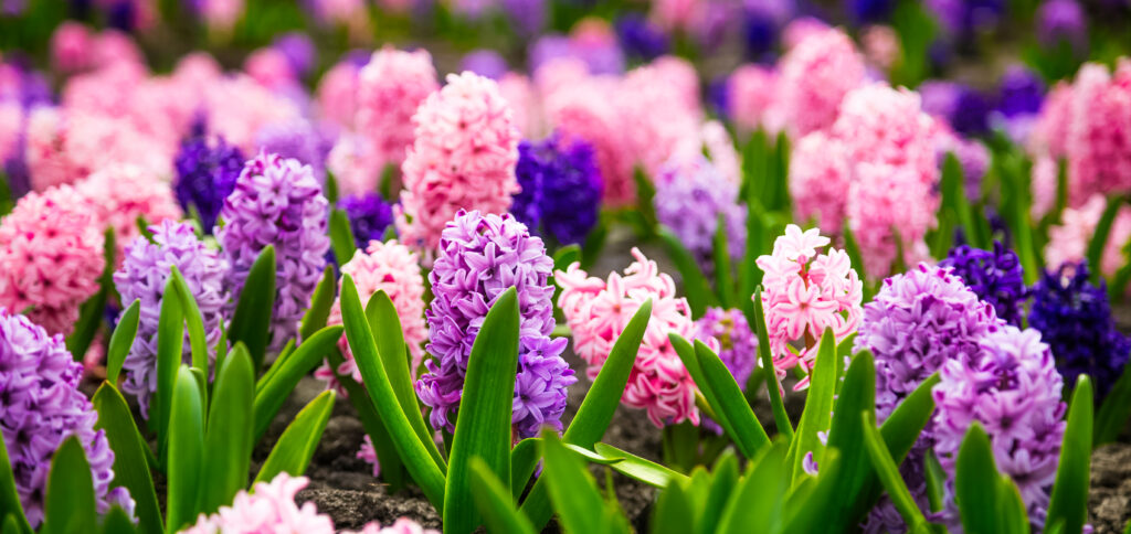 Large flower bed with multi-colored hyacinths