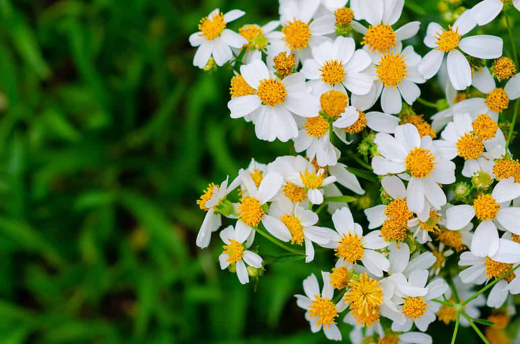 Beggarticks feature white petals growing out from a golden center.