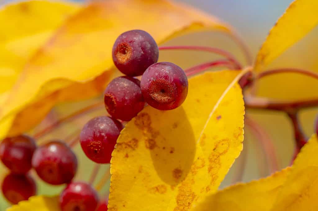 Malus fruit against bright yellow leaves