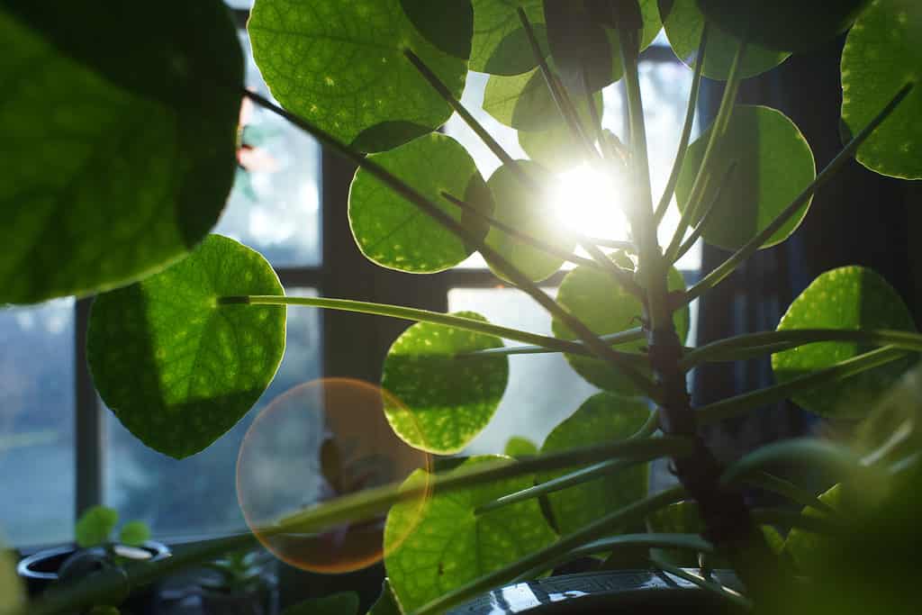 Chinese money plant in a sunny window with sunlight streaming between the plants round, green leaves. The plants almost vertical stem is frame right, with its leaves taking up most of the frame except of far left.