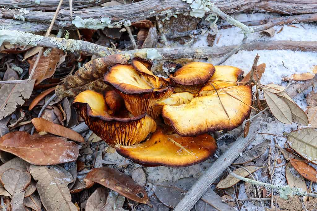 An aged Southern Jack O'Lantern mushroom cluster (Omphalotus subilludens) growing on a fallen branch in Florida. The darker color and darker edges can appear as the mushroom gets older.