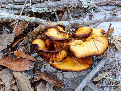 A Mushroom Hunting in Texas: A Complete Guide