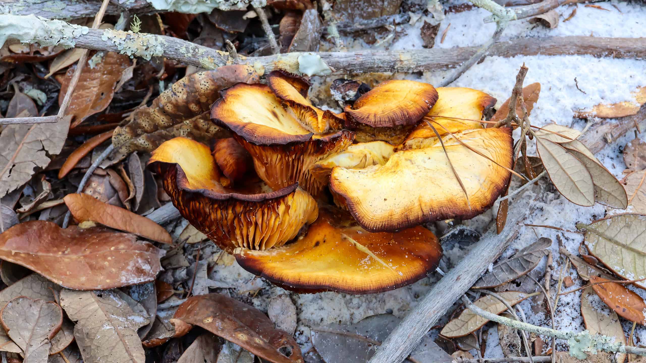 An aged Southern Jack O'Lantern mushroom cluster (Omphalotus subilludens) growing on a fallen branch in Florida. The darker color and darker edges can appear as the mushroom gets older.