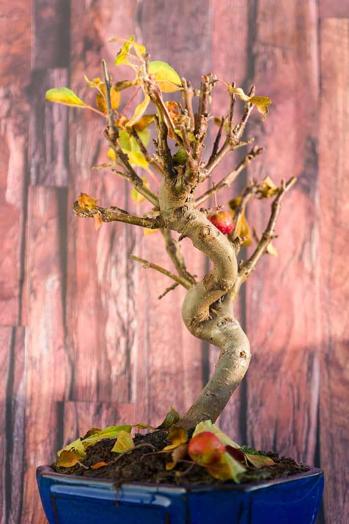 apple bonsai in winter