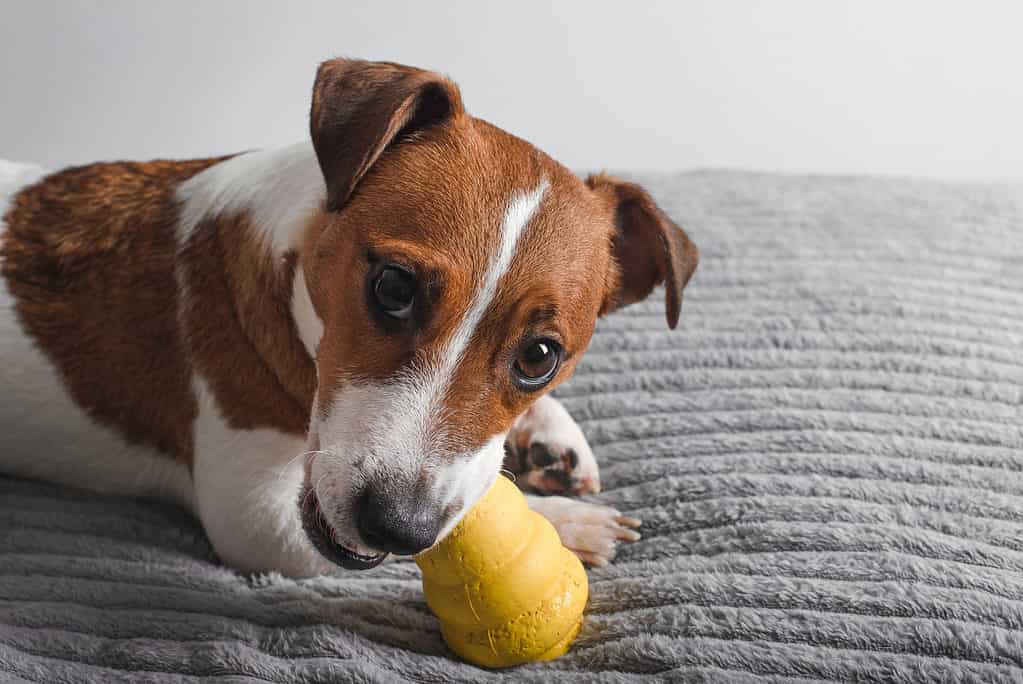 Dog Jack Russell terrier chewing on kong puzzle toy.