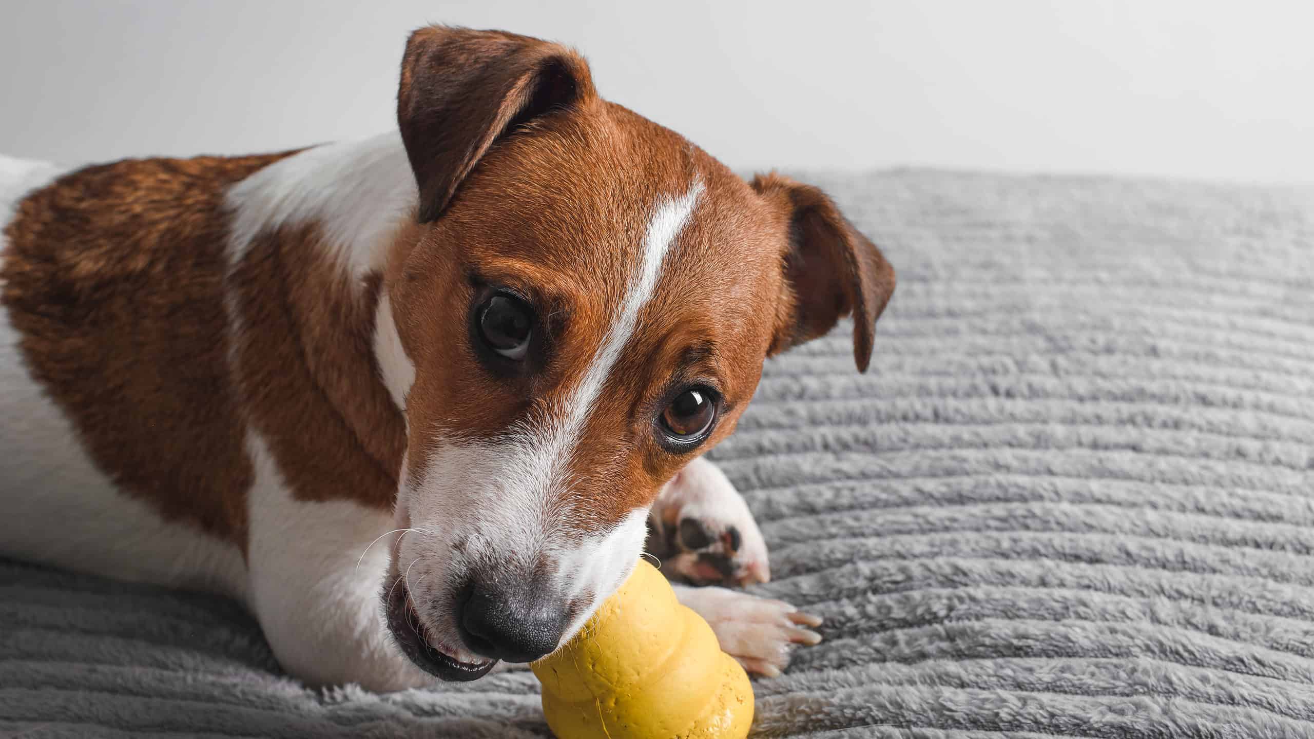 Enrich Your Dog's Life with a DIY Dog Food Toy - Kol's Notes