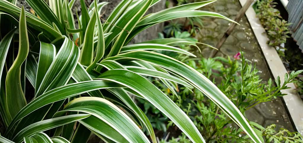 A spider plant growing outside in a garden with other plants