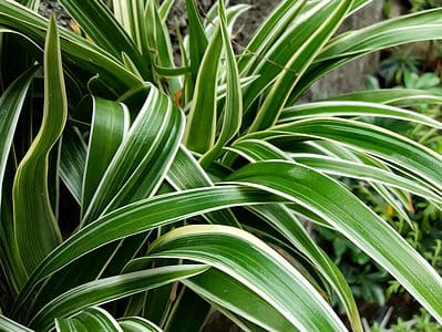 A How to Grow a Huge Spider Plant Outdoors