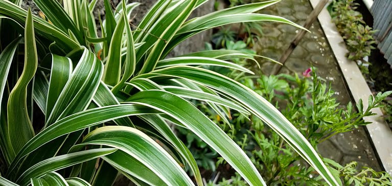 A spider plant growing outside in a garden with other plants