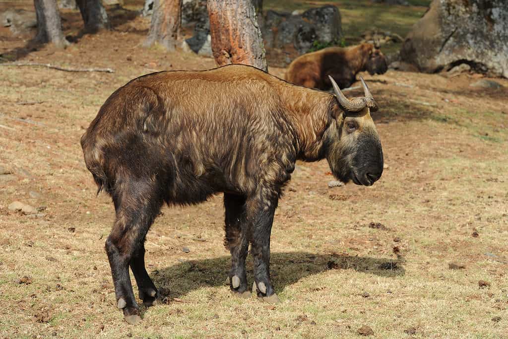 Bhutan takin