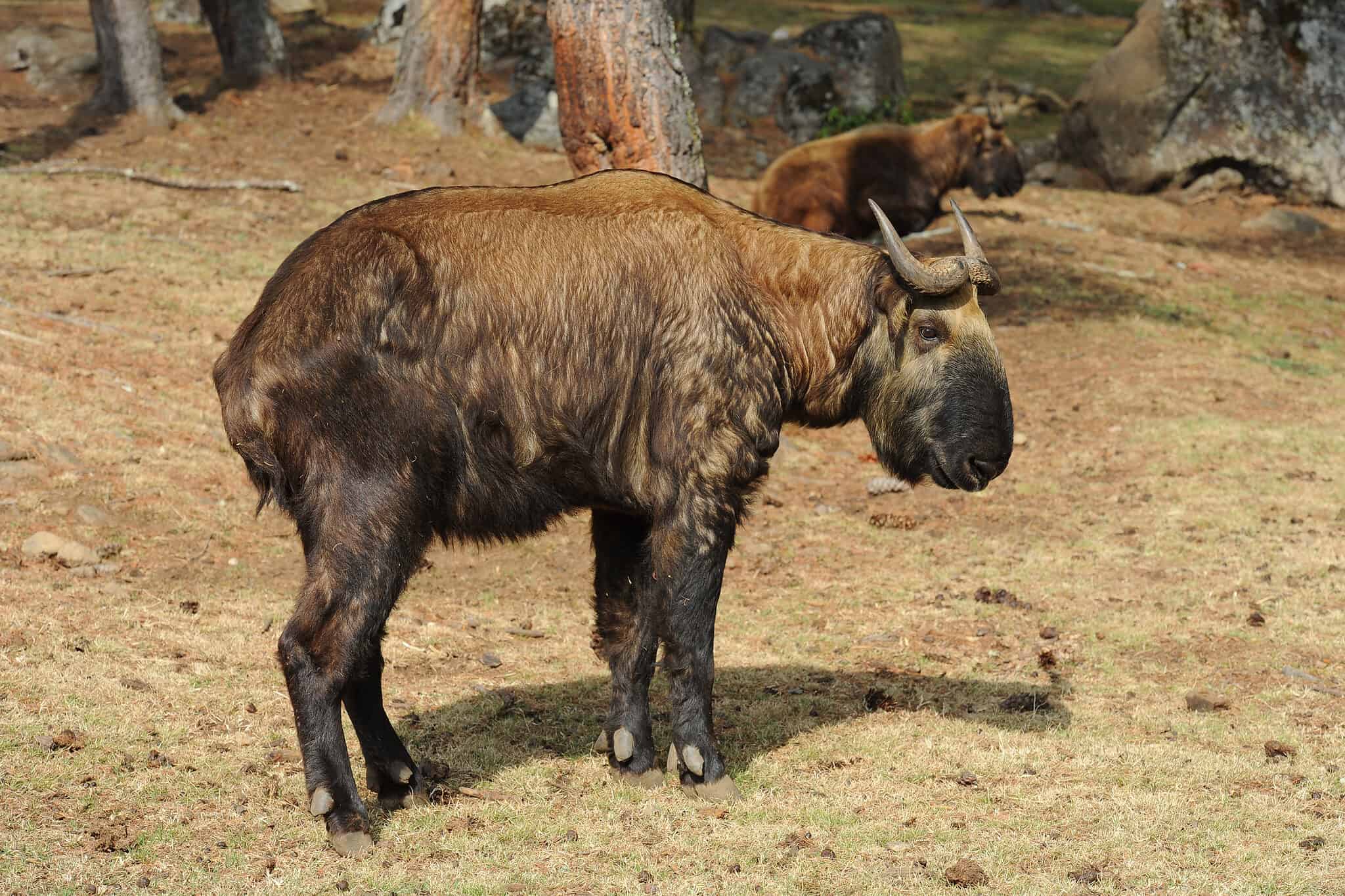 Bhutan Takin - A-Z Animals