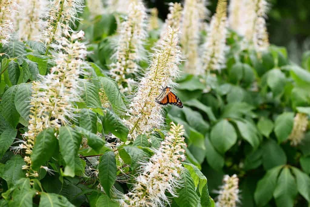 Summersweet Clethra alnifolia