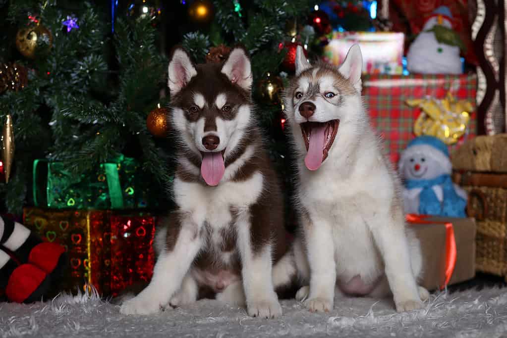 Husky puppies under a Christmas tree