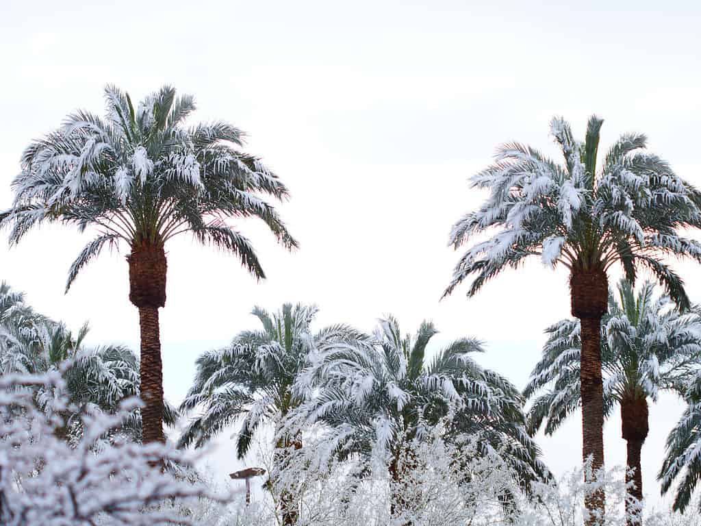 Snow on Palm Trees