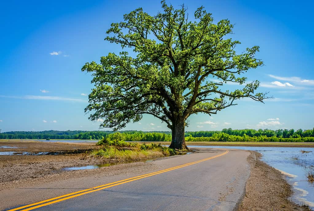 Large bur oak tree beside a rural road on a bright spring day