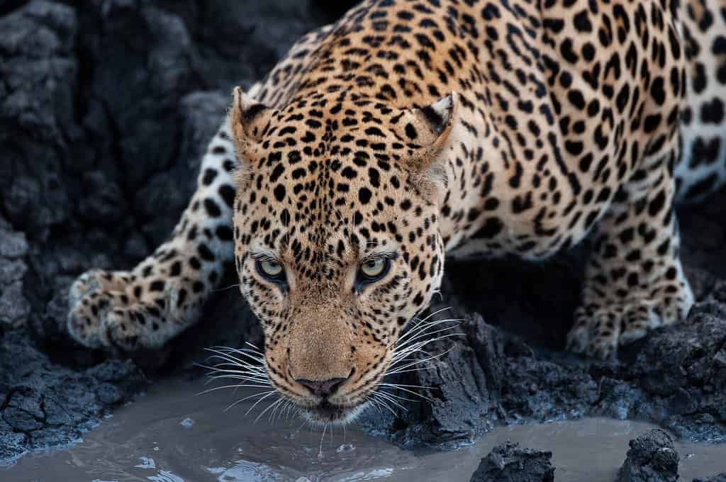 Leopard drinking water