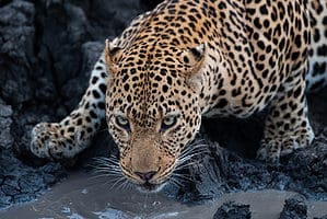 This Leopard Powers Through The Sand River in Africa Picture