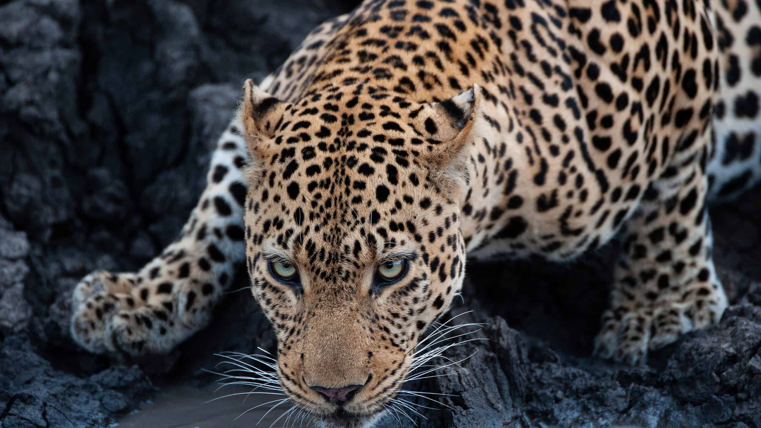 Leopard drinking water