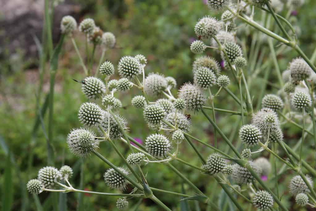 Rattlesnake master (Eryngium yuccifolium)