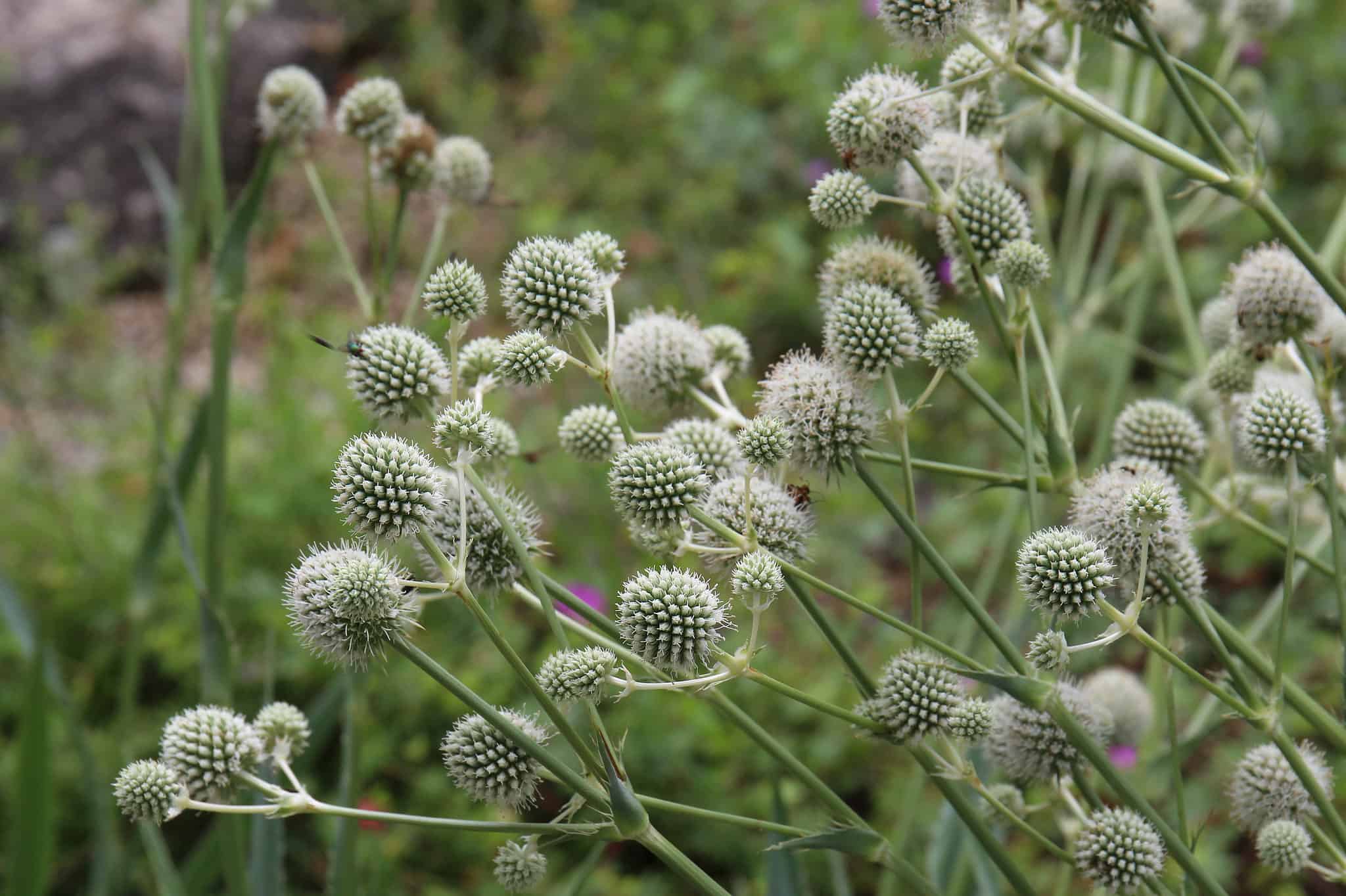 What Are Native Plants In Indiana