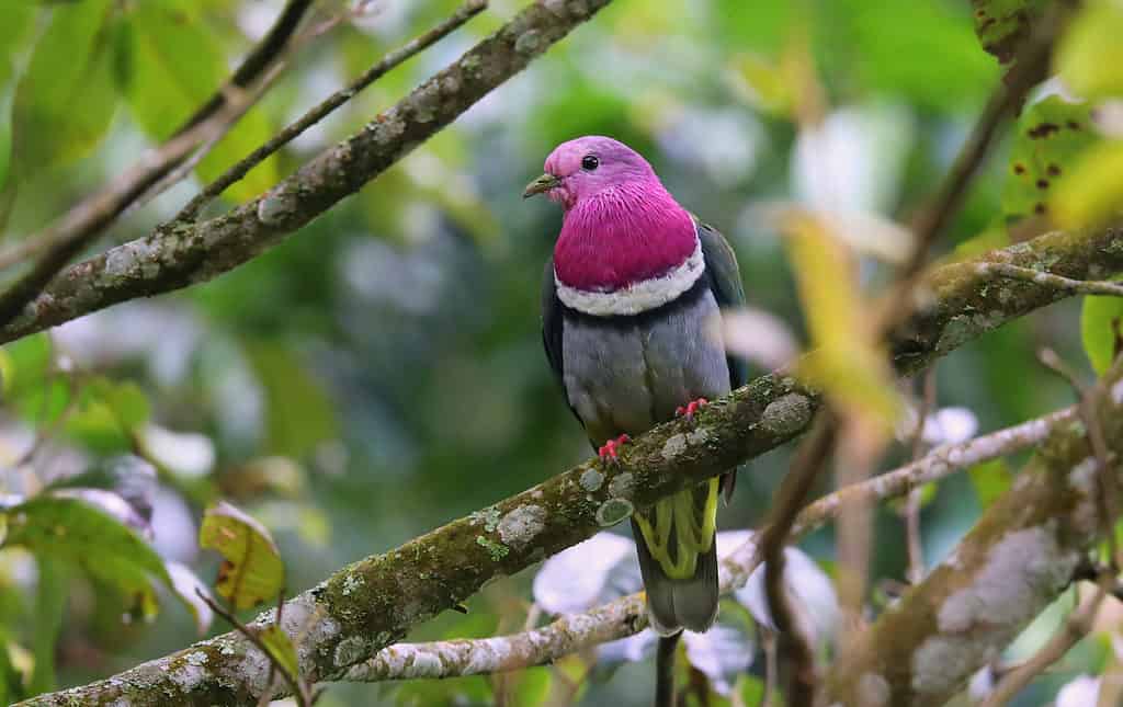 Pink headed fruit dove