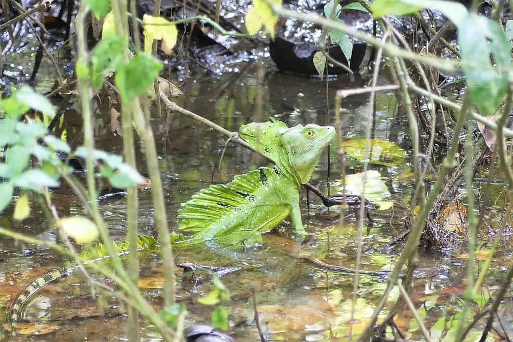 Basilisk Lizard