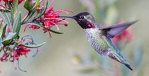 Discover When Hummingbirds Leave South Carolina (and Where They Go) Picture