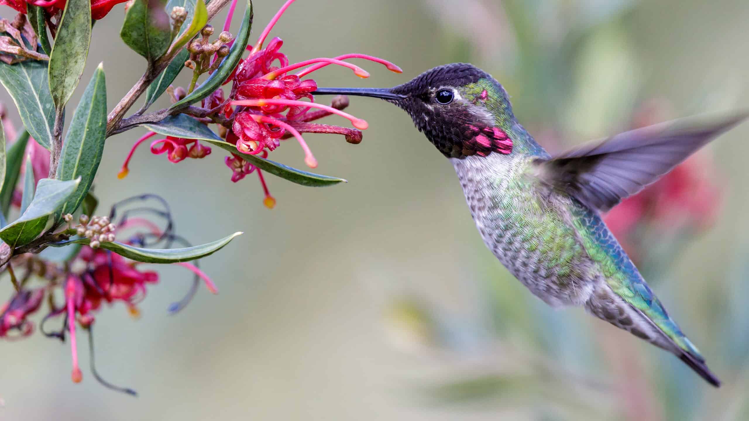Colorful hummingbirds feeding