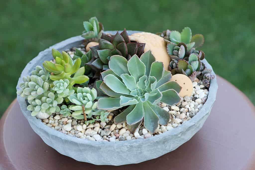Fresh mix succulent plants arrangement in a low round cement pot with soil covered by decorative pebbles displayed on wooden table. 