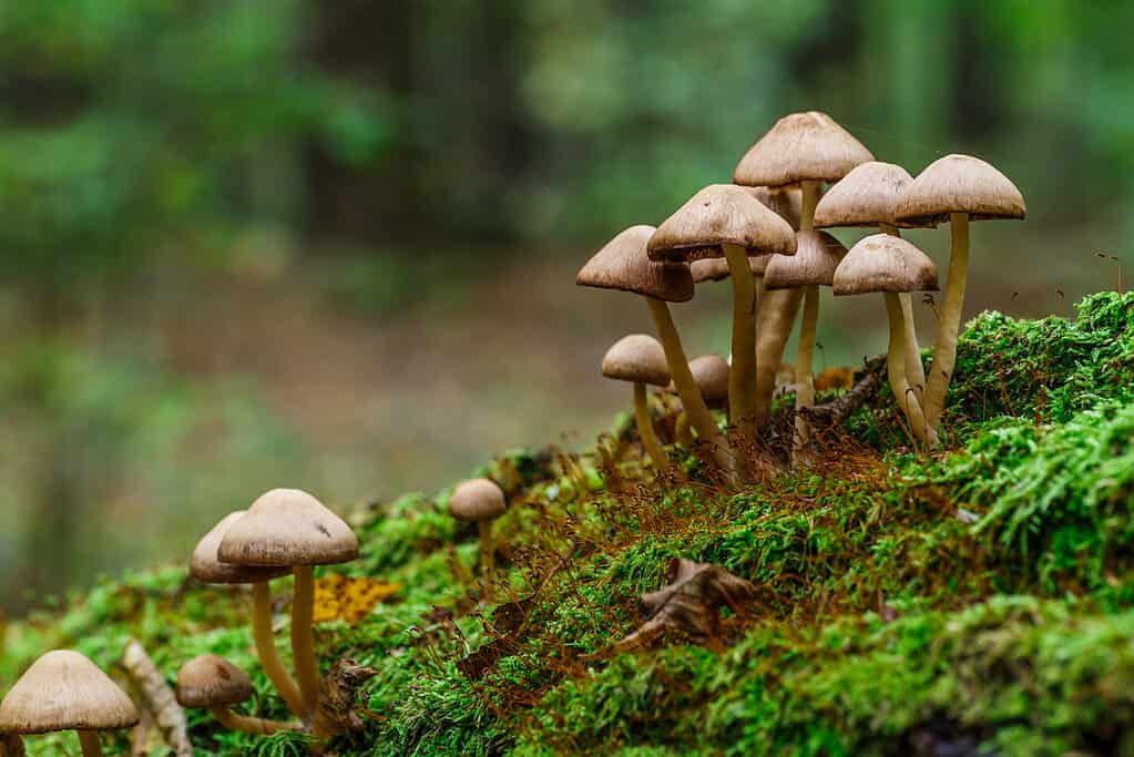 False honey fungus growing wild